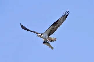 osprey fishing fly montana catch not release 