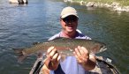 rainbow trout