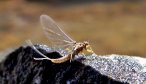 Mayfly Hatches in Montana