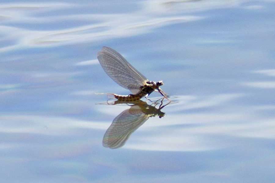 Mayfly Hatch Montana Hatches and Dry Fly Fishing
