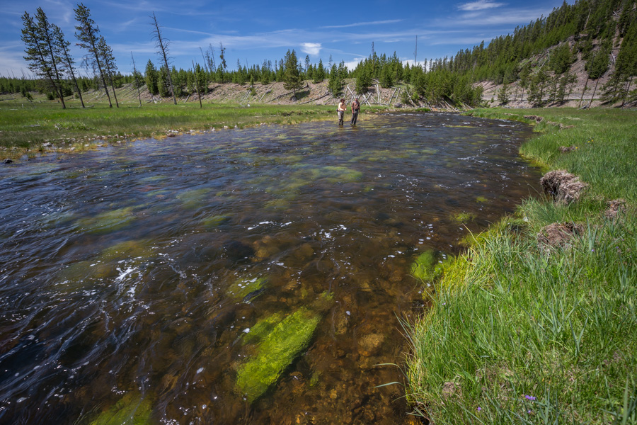 Fishing the Gibbon The Gibbon River has good populations of Brown and Rainbow Trout