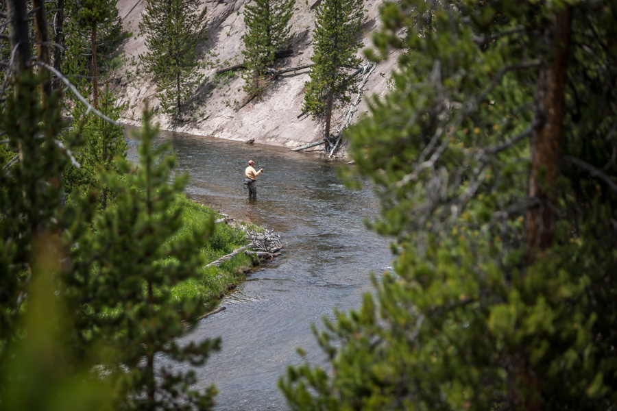 Wading Angler on the Gibbon Fly Fishing the Gibbon River in Yellowstone National Park