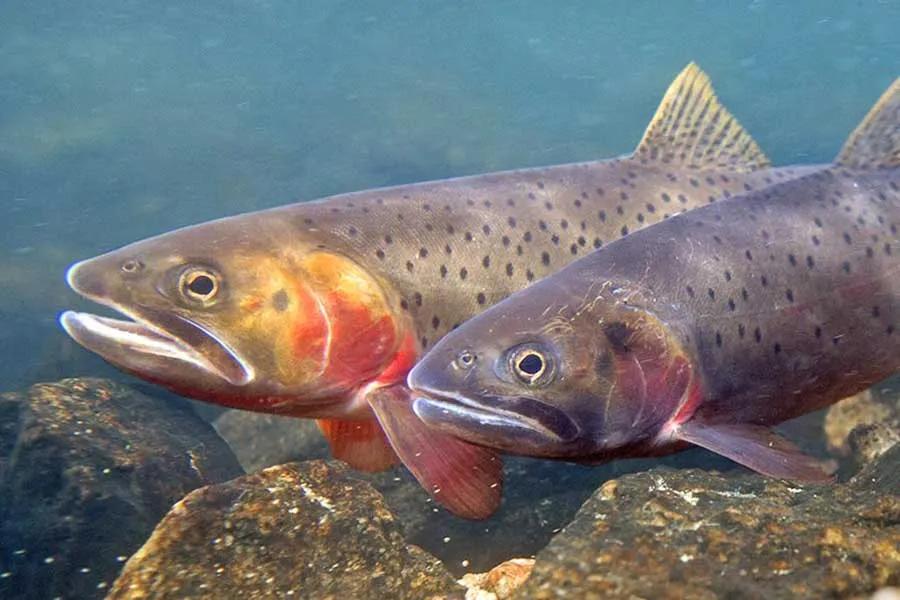 Fly Fishing the Belly River in Glacier National Park