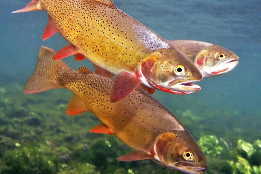 Fly Fishing in Glacier National Park