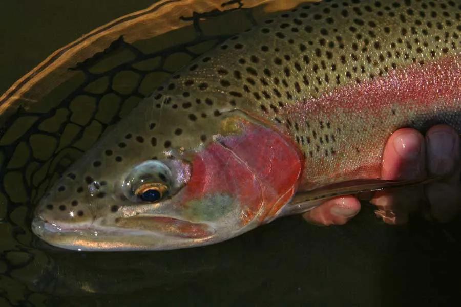 Montana Angler Fly Fishing