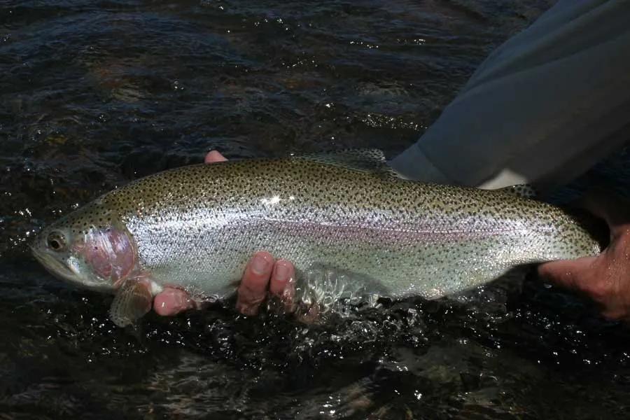 Fly Fishing Canyon Ferry Lake in Montana