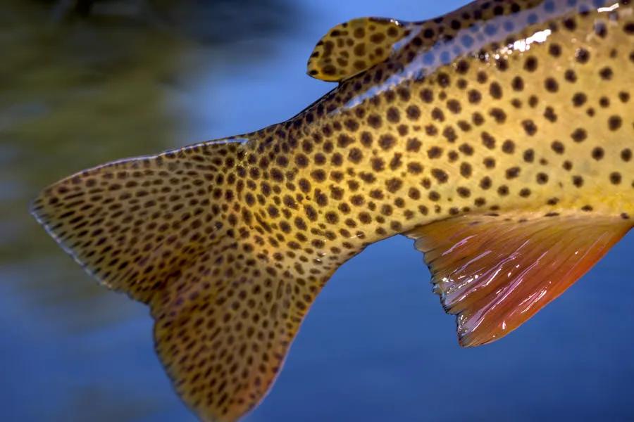 Fly Fishing Hungry Horse Reservoir in Northwestern Montana