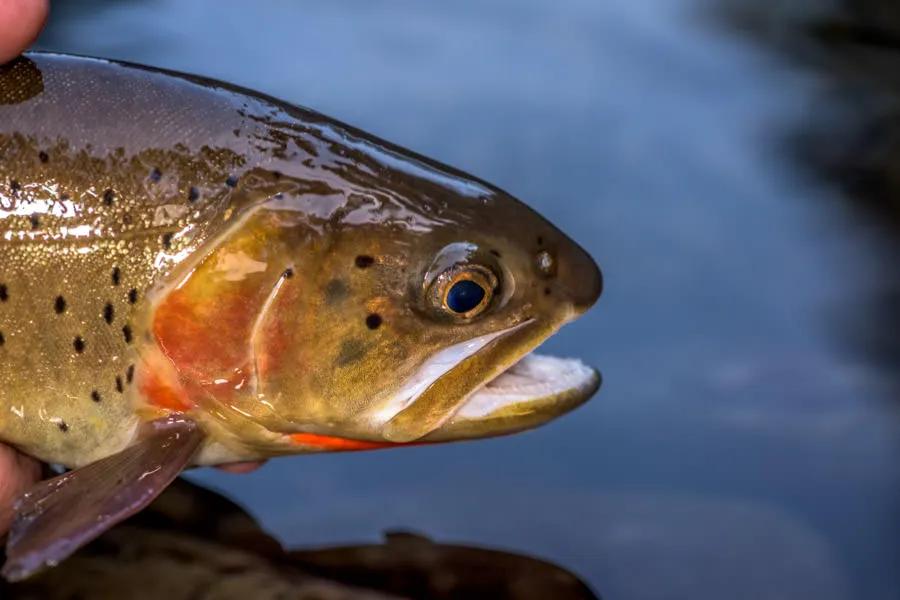 Fly Fishing Flathead Lake in Montana