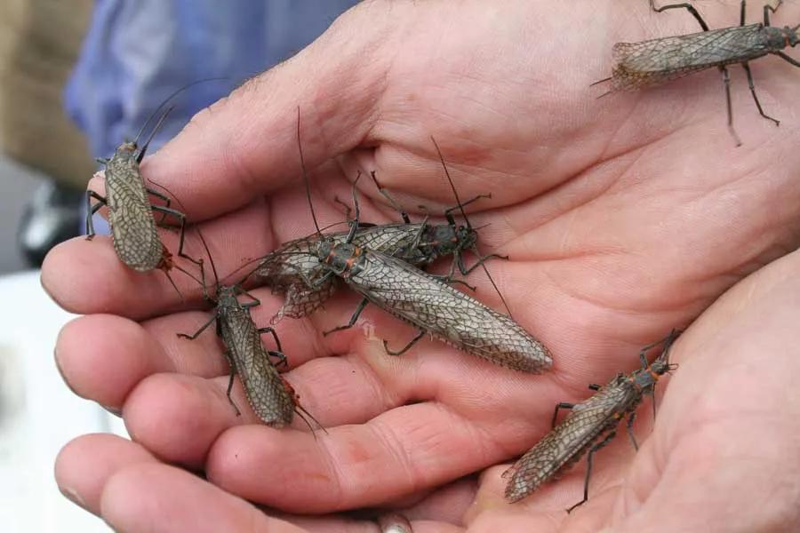 Montana Salmonfly Hatch