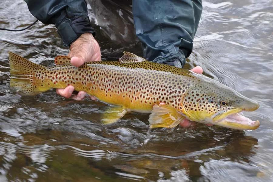 Fly Fishing the Blackfoot River Blackfoot River Brown Trout Fishing