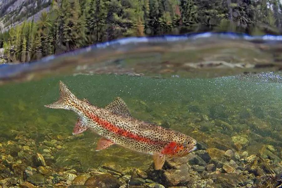 Fly Fishing Rock Creek