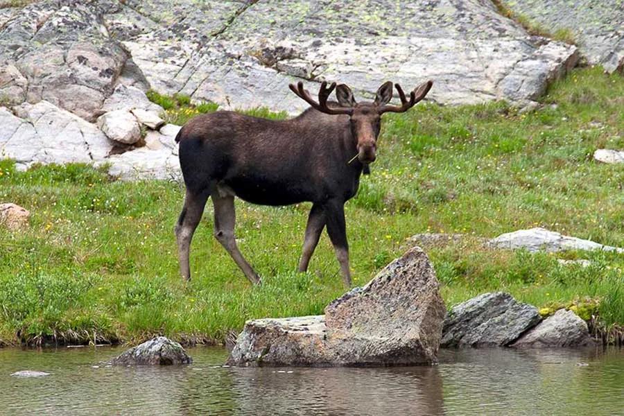 Moose in Montana Montana Moose