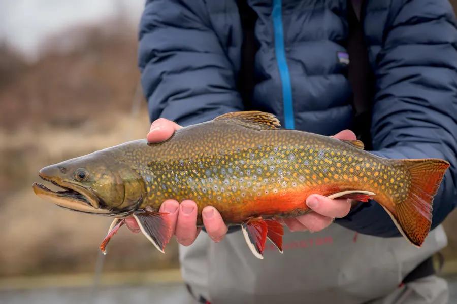 Georgetown Lake is known for good fishing for Brook Trout