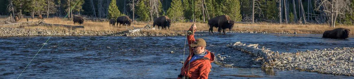 Fly fishing Yellowstone National Park