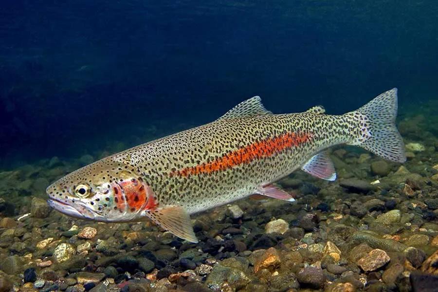 Fly Fishing for Rainbow Trout in Montana
