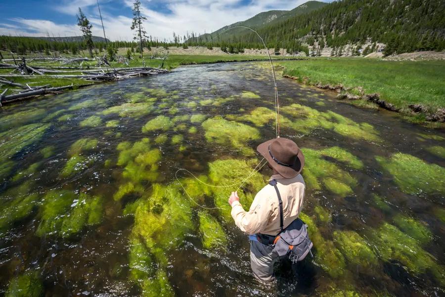 The Gibbon River in Yellowstone National Park resembles a big spring creek