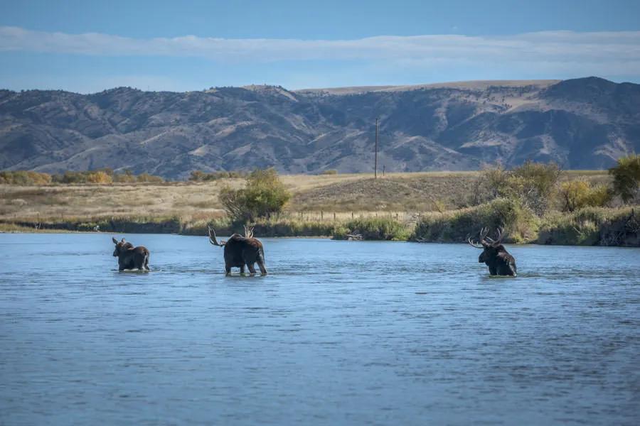 Fly Fishing the Jefferson River in the Fall