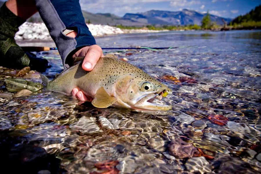 South Fork of the Flathead River