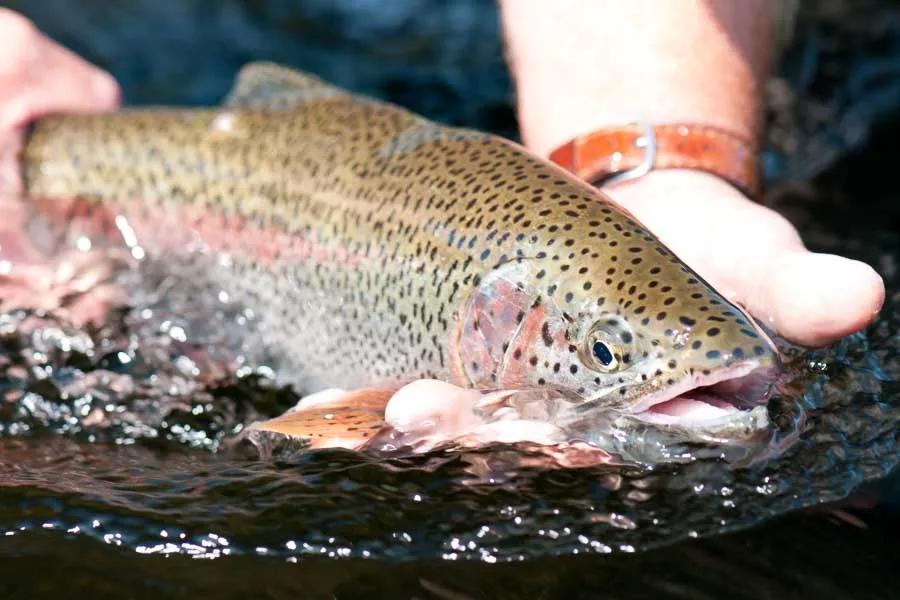 Fly Fishing the Kootenai River in Montana