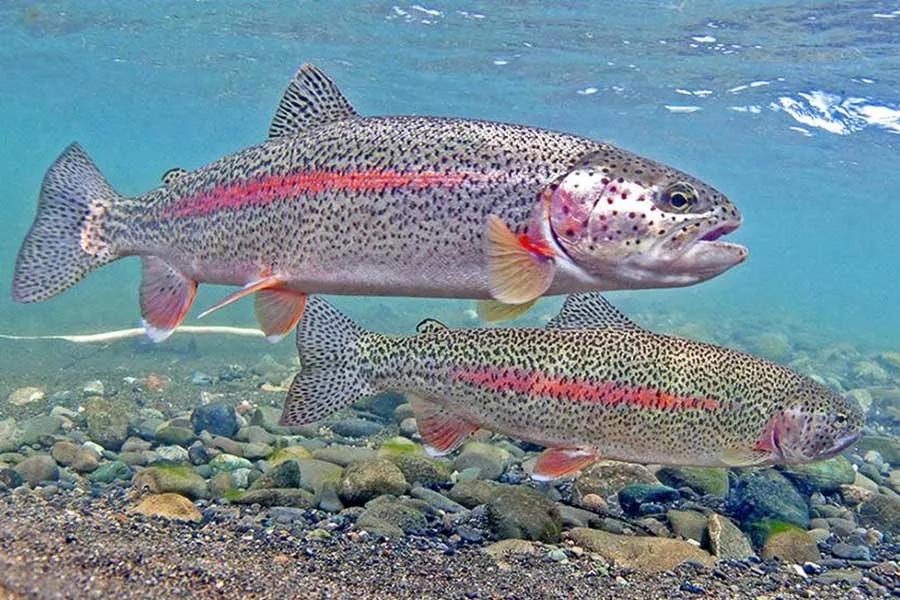 Fly Fishing the Dearborn River in Montana