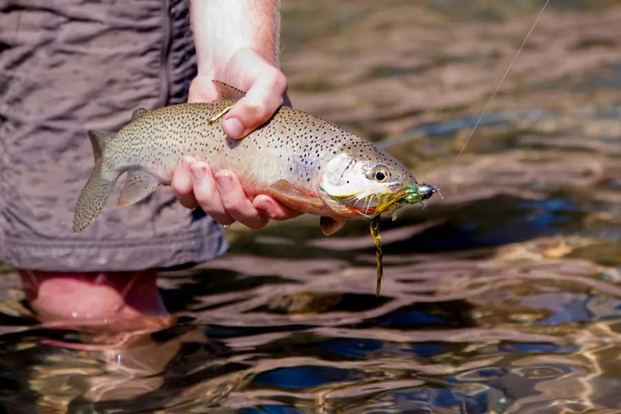Fly Fishing the Spotted Bear River in Montana