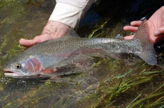 Fly Fishing in Glacier National Park