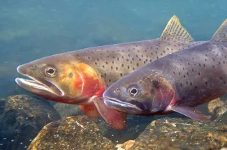 Fly Fishing the Belly River in Glacier National Park