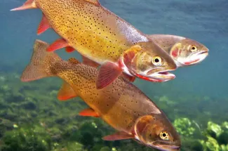 Fly Fishing in Glacier National Park