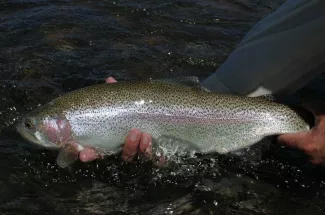 Fly Fishing Canyon Ferry Lake in Montana