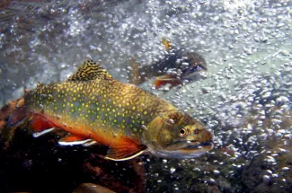 Fly Fishing Lakes in Montana