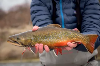 Georgetown Lake is known for good fishing for Brook Trout