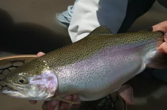 Fly Fishing Lake Koocanusa in Montana