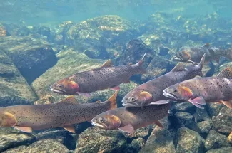 Guided Montana Fly Fishing Cutthroat Trout Yellowstone