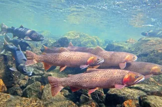 Montana Cutthroat Trout fly fishing