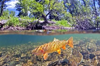 Cutthroat Trout Montana Fly fishing Guided trips