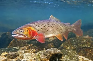 Yellowstone National Park Fly Fishing Montana Guide