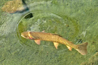 Guided Montana Fly Fishing Cutthroat Trout Yellowstone 