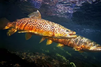 Fly fishing Brown Trout National Parks Guides 
