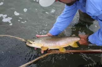 fly fishing montana guide yellowstone national park