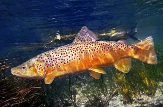 Brown trout Montana guided fly fishing trip Yellowstone