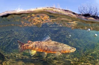 Underwater brown trout Montana fly fishing yellowstone national park guide