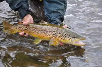 huge brown trout yellowstone national park fly fishing guide trip