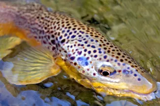 Colorful Brown trout fly fishing montana guide yellowstone national park