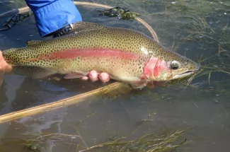 rainbow fly fishing montana guides trout yellowstone national park