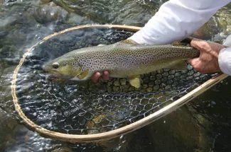 netted brown trout montana fly fishing guide yellowstone national park