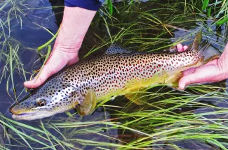 releasing montana fly fishing guide brown trout yellowstone national park