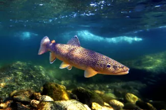 colorful brown trout guides fly fishing montana yellowstone national park