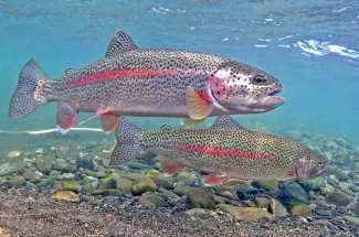 two montana rainbow trout fly fishing yellowstone river guide
