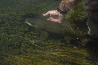 brown trout yellowstone national park fly fishing guide