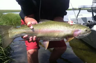 big rainbow trout montana yellowstone national park fly fishing guide